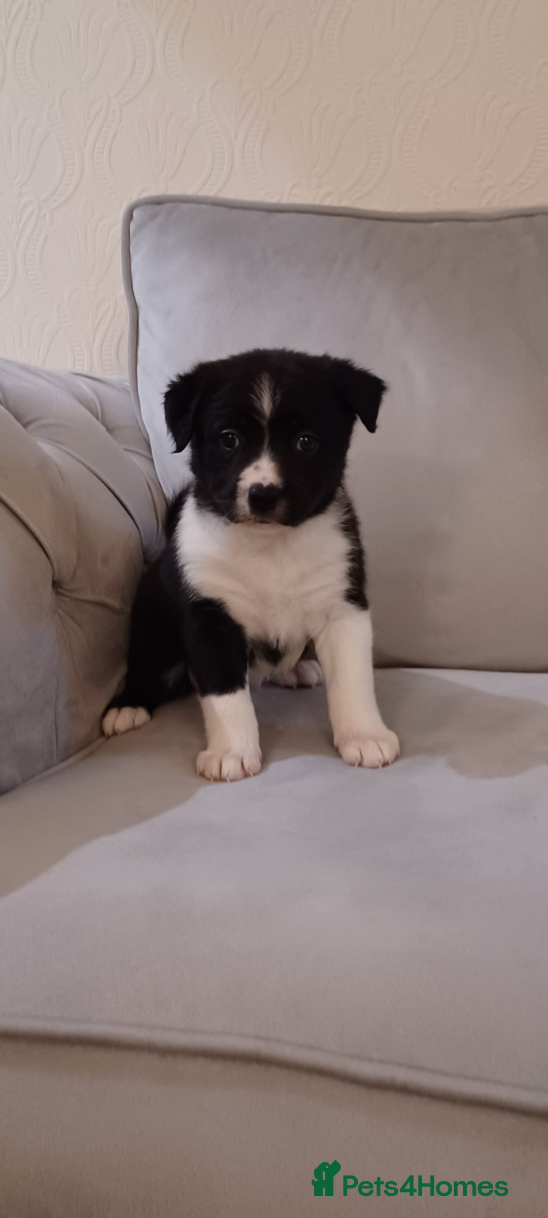 Border Collie dogs for sale: PBC Puppies - Border collie  - Advert 2