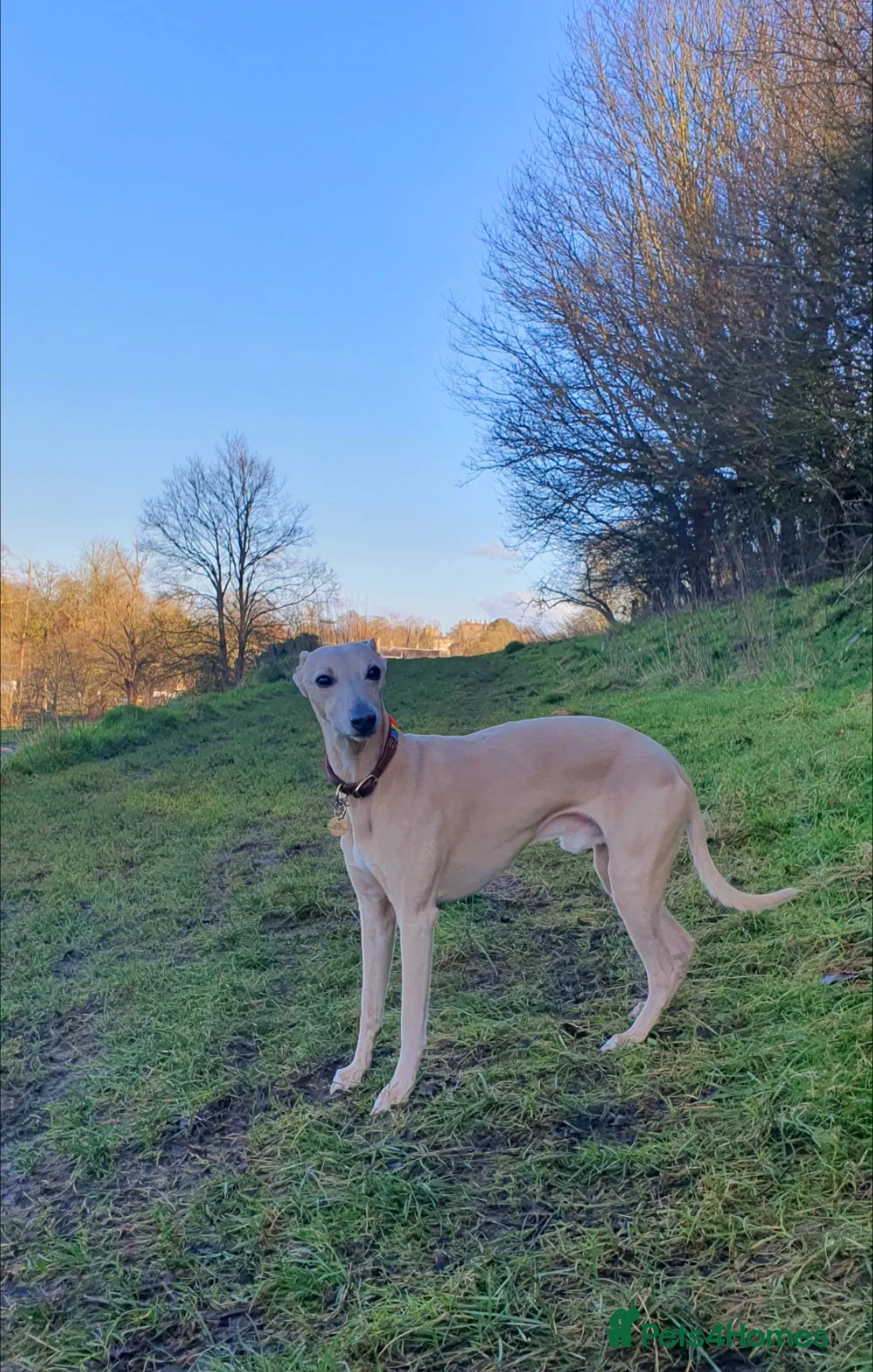 Whippet dogs for stud: Whippet for stud (KC reg; pedigree) Dorset. 20" in Sherborne - Advert 2