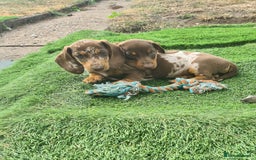Miniature Dachshund dogs for sale: KC registered miniature dachshunds  - Image 10