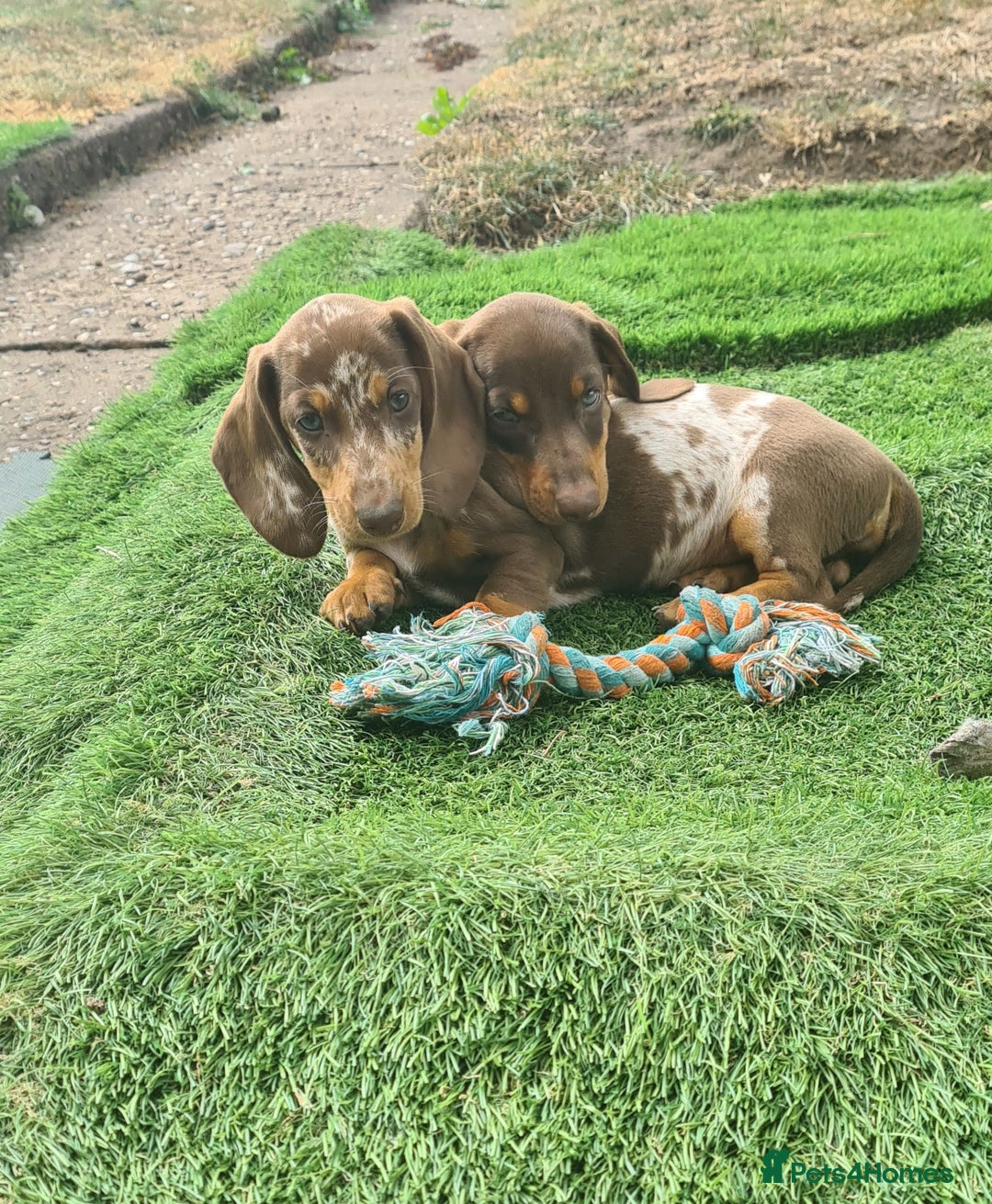 Miniature Dachshund dogs for sale: KC registered miniature dachshunds  - Image 10