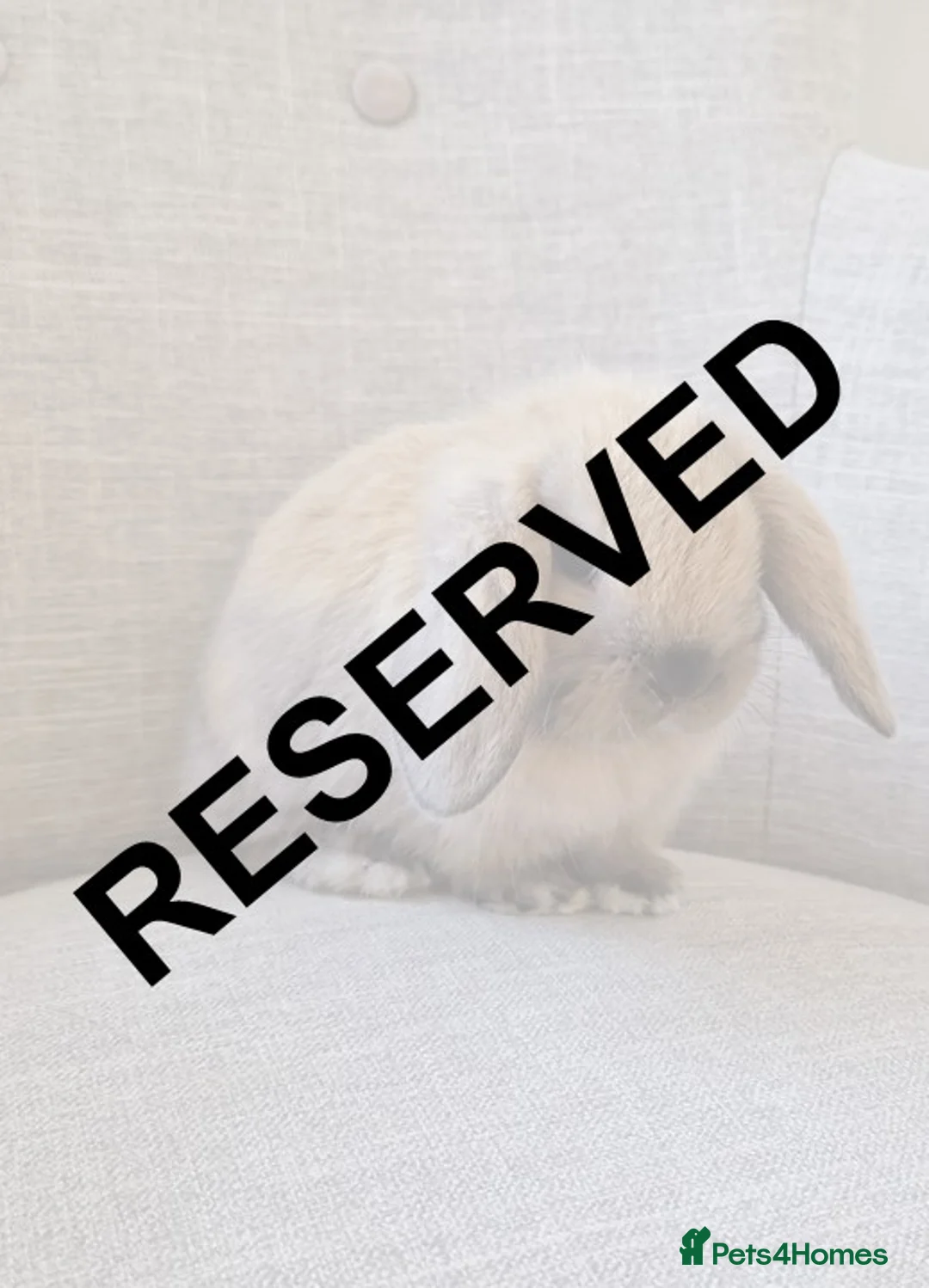 Mini Lop rabbits for sale: Exceptional Mini-Lops. Collect from: 11th May - Advert 11