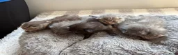 Mixed Breed cats for sale: Beautiful silver, grey, tabby and black kitten - Advert 3