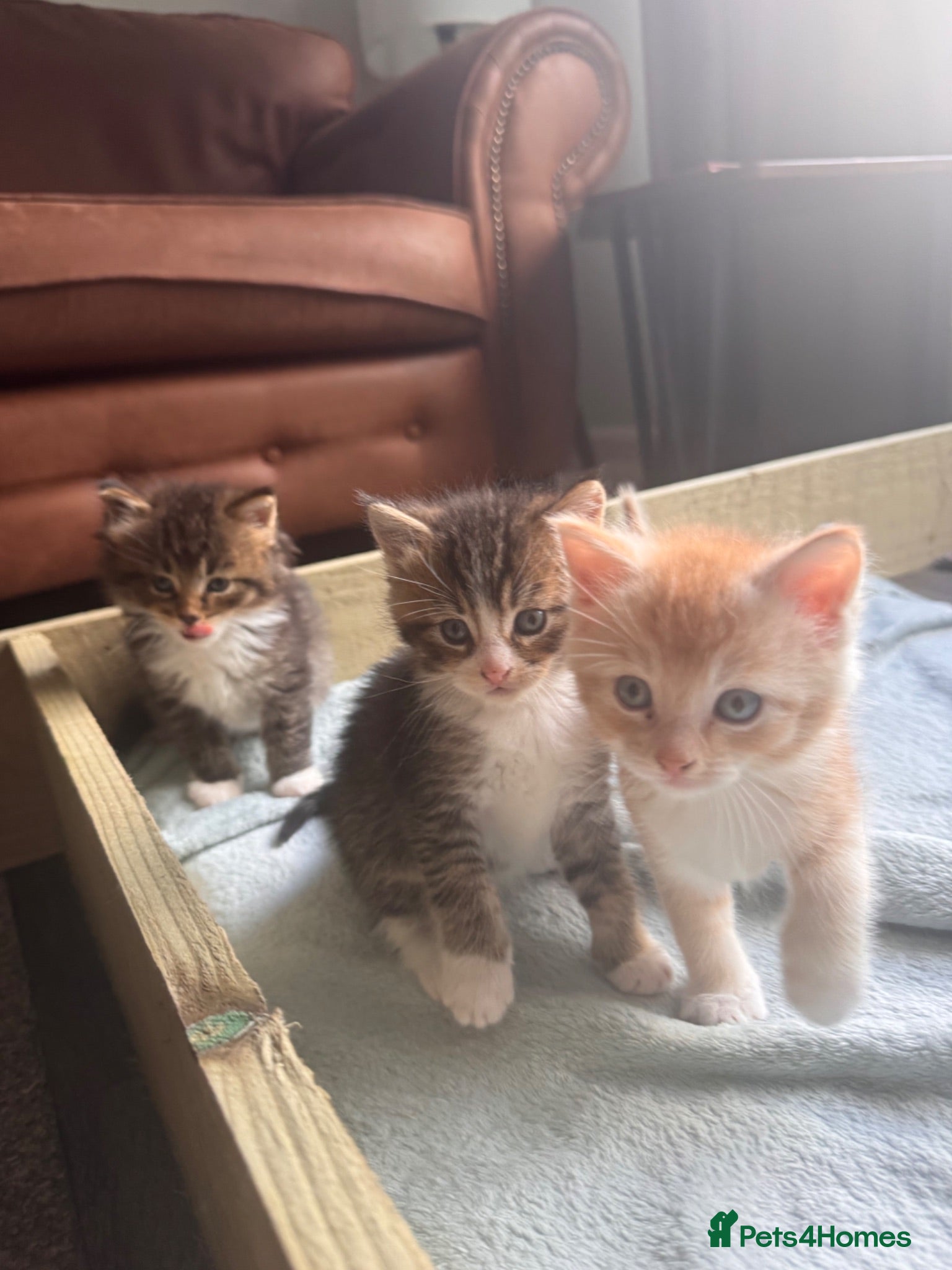 Maine Coon cats Beautiful soft and cuddly Main Coon cross kittens - Advert 3