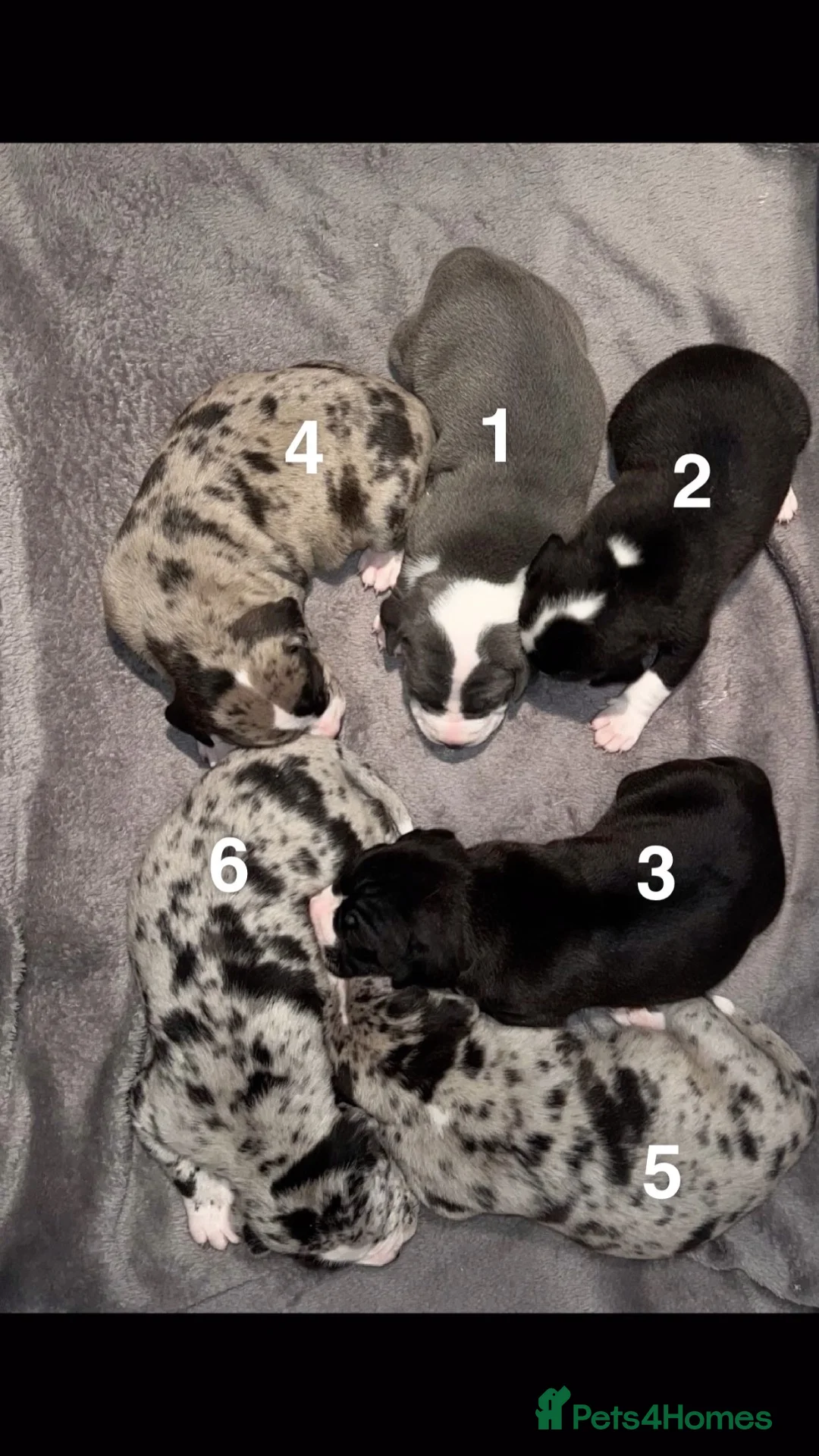 Mixed Breed dogs for sale: Beautiful, chunky Staffy × Alapaha/Cane Corso pups - Advert 1