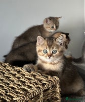 British Shorthair cats ⭐️TICA registered British Shorthair kittens⭐️ - Advert 11