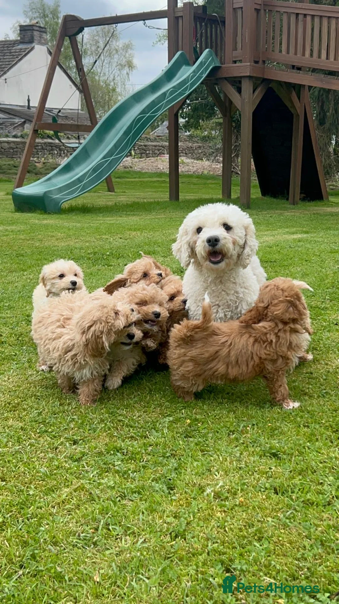 Poochon dogs for sale: Gorgeous F1 Poochon puppies  - Advert 2