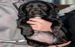 Cocker Spaniel dogs for sale: 🐾 Working Cocker Spaniel Puppies 🐾 - Advert 20