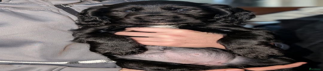 Cocker Spaniel Puppy 3