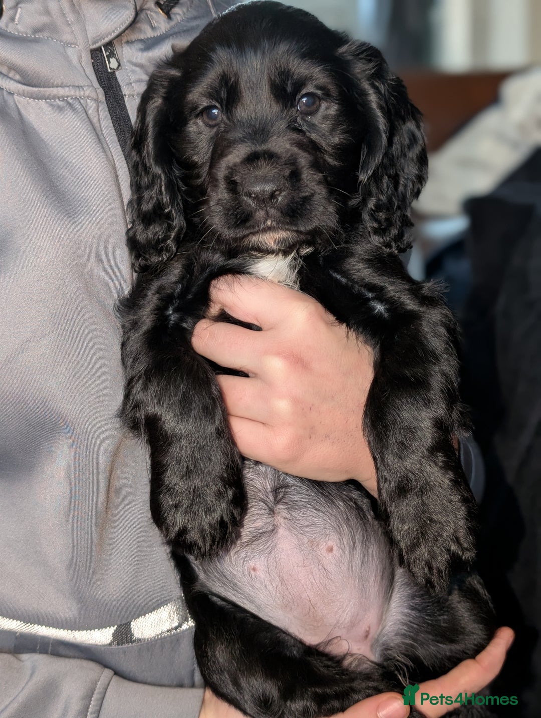 Cocker Spaniel dogs for sale: 🐾 Working Cocker Spaniel Puppies 🐾 - Advert 20