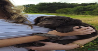 Cockapoo dogs - Advert 5