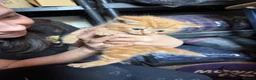 Domestic Shorthair cats for sale: Two very pretty male ginger kittens in Macclesfield - Advert 5