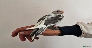 Cockatiels birds - Advert 3