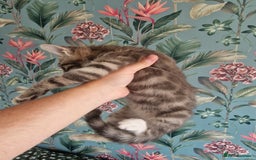 Mixed Breed cats for sale: Half bengal quarter mainecoon  - Image 1