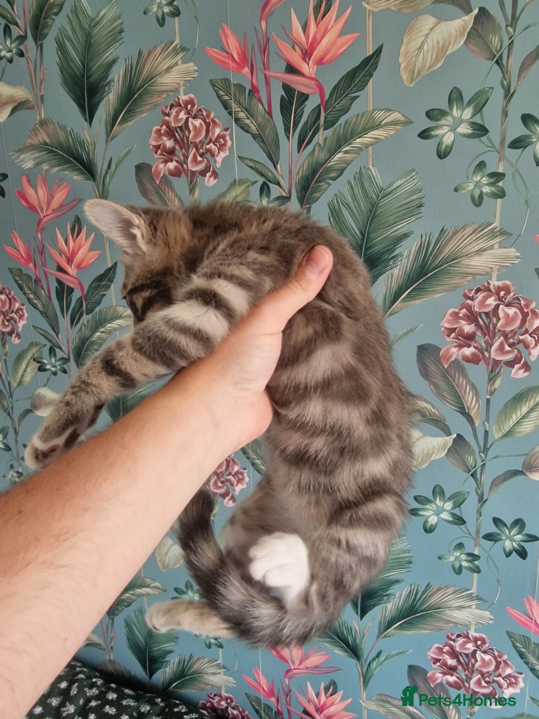 Mixed Breed cats for sale: Half bengal quarter mainecoon  - Image 1