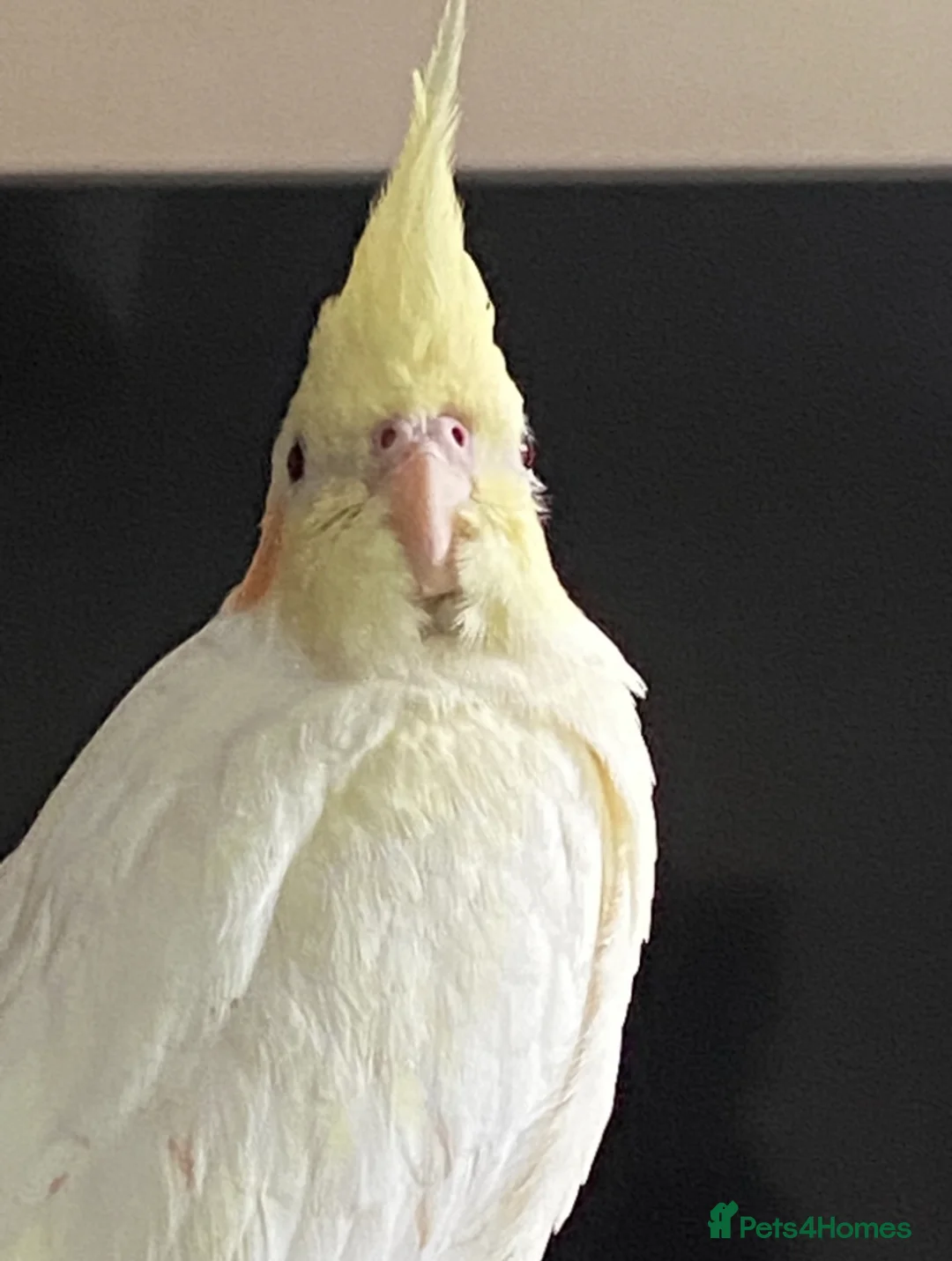 Cockatiels birds for sale: Latino cockatiel and grey Pearl cockatiel - Advert 4