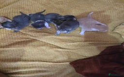 British Longhair cats for sale: 🐈 cat - Image 4