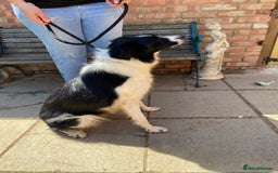 Border Collie dogs for sale: Border Collie Puppies in Wisbech - Image 6