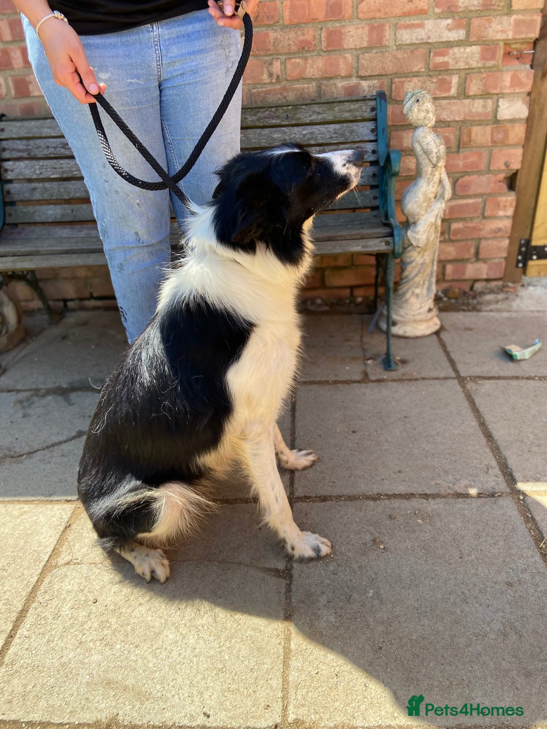 Border Collie dogs for sale: Border Collie Puppies in Wisbech - Image 6