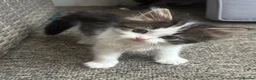 Mixed Breed cats for sale: Two male kittens available from 23rd August  in Worcester - Advert 3