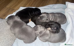French Bulldog dogs for sale: Exclusive French Bulldog Puppies - Image 18
