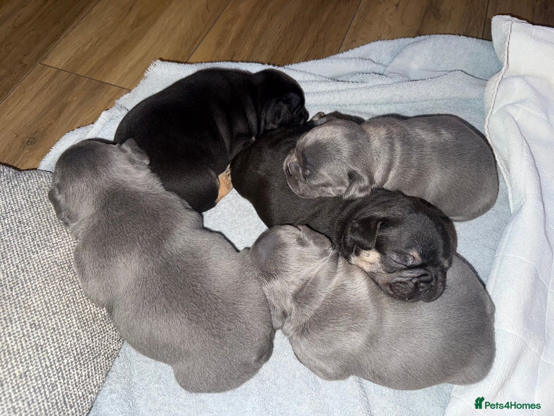 French Bulldog dogs for sale: Exclusive French Bulldog Puppies - Image 18