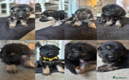 German Shepherd dogs for sale: 8x German Shepherd Puppies - Image 1