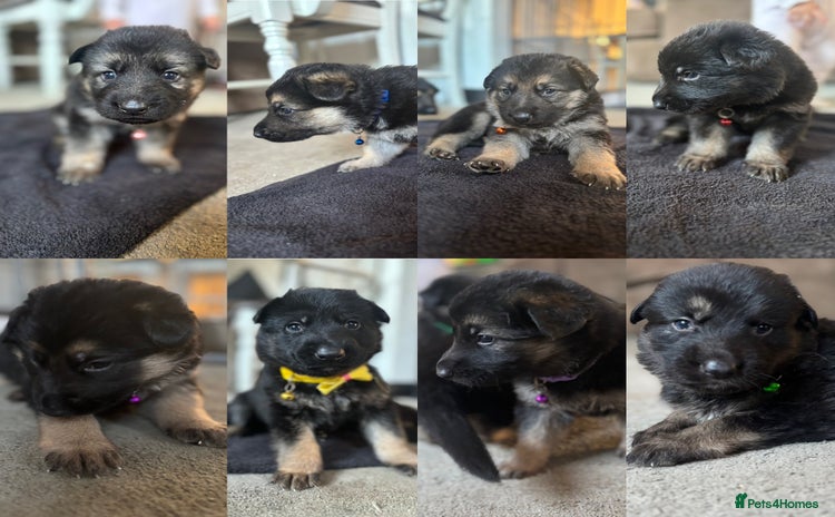 German Shepherd dogs - Advert 2