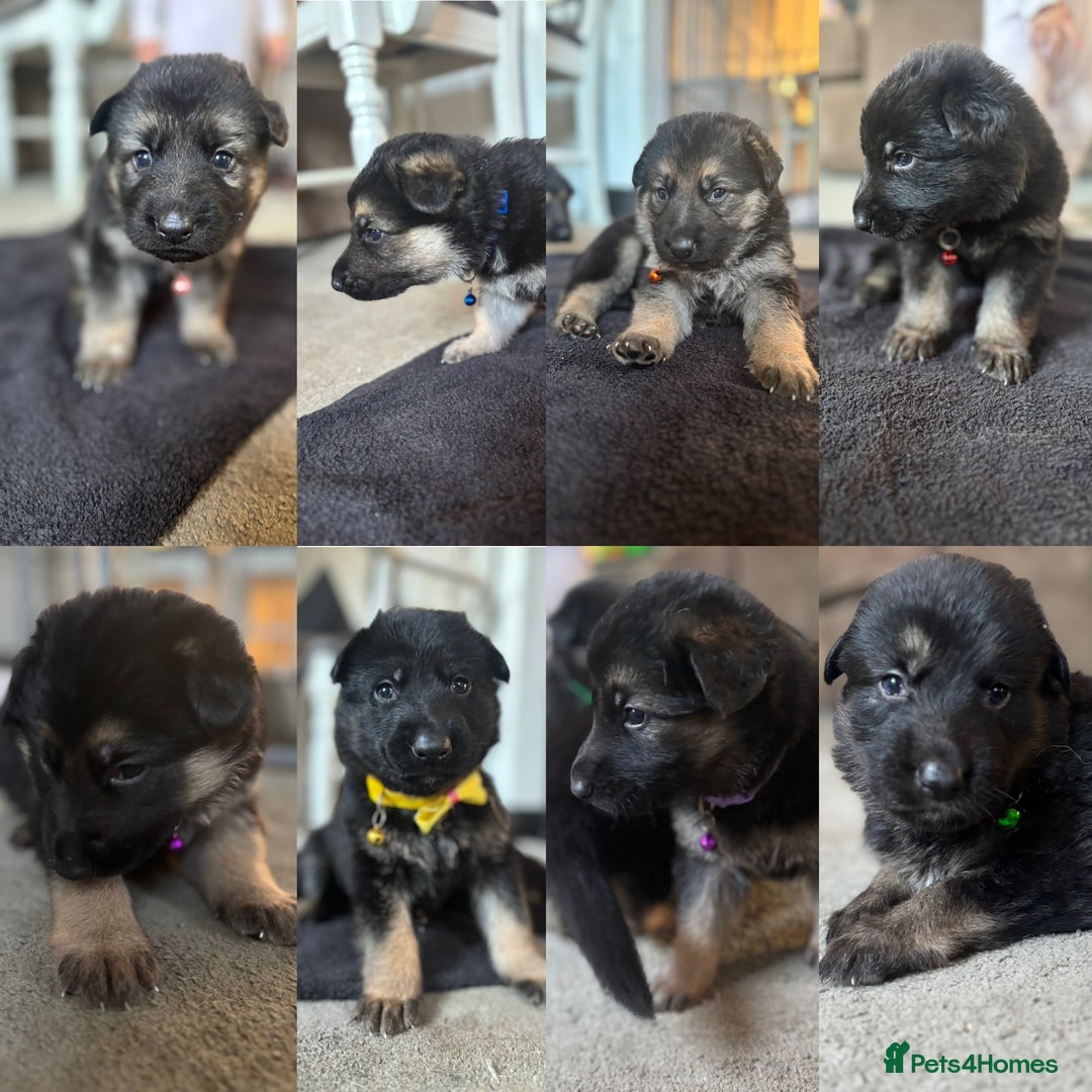 German Shepherd dogs for sale: 8x German Shepherd Puppies - Image 1