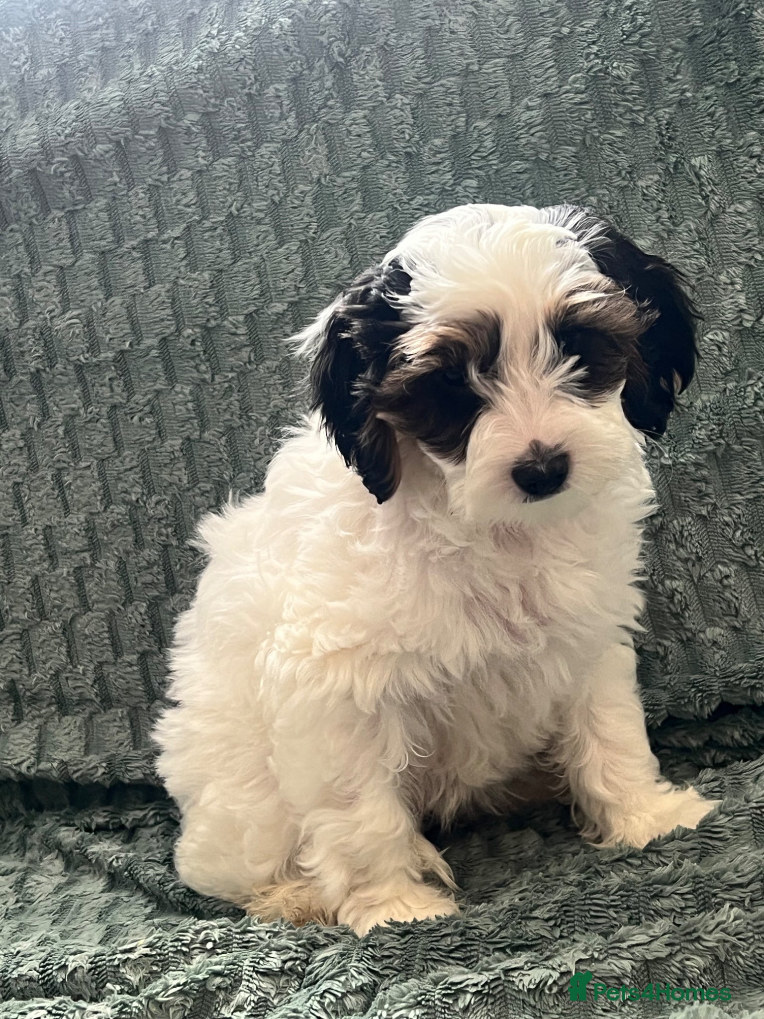Australian Labradoodle dogs Ready to go 🐶🐶 only one Girl left !! - Advert 1
