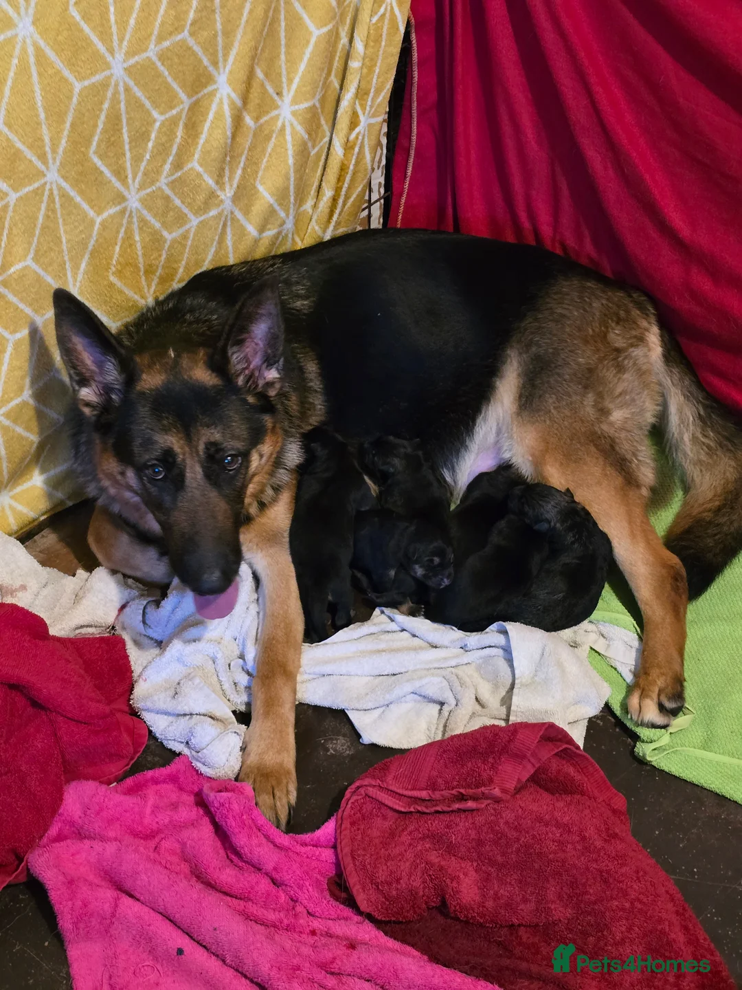 German Shepherd dogs for sale: German shepherd's  in Huddersfield - Advert 1