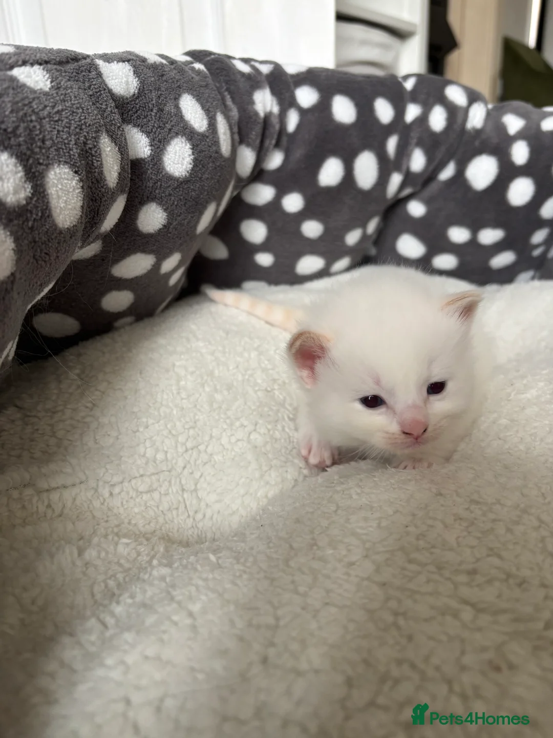 Ragdoll cats for sale: Beautiful Ragdoll Kittens in Lydney - Advert 8