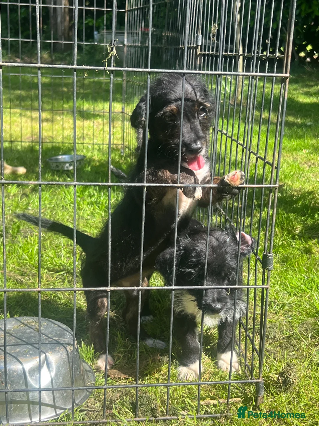 Jackapoo dogs for sale: Beautiful Jackapoo girl puppy  - Advert 1