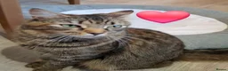Mixed Breed cats for sale: Famale - Advert 1