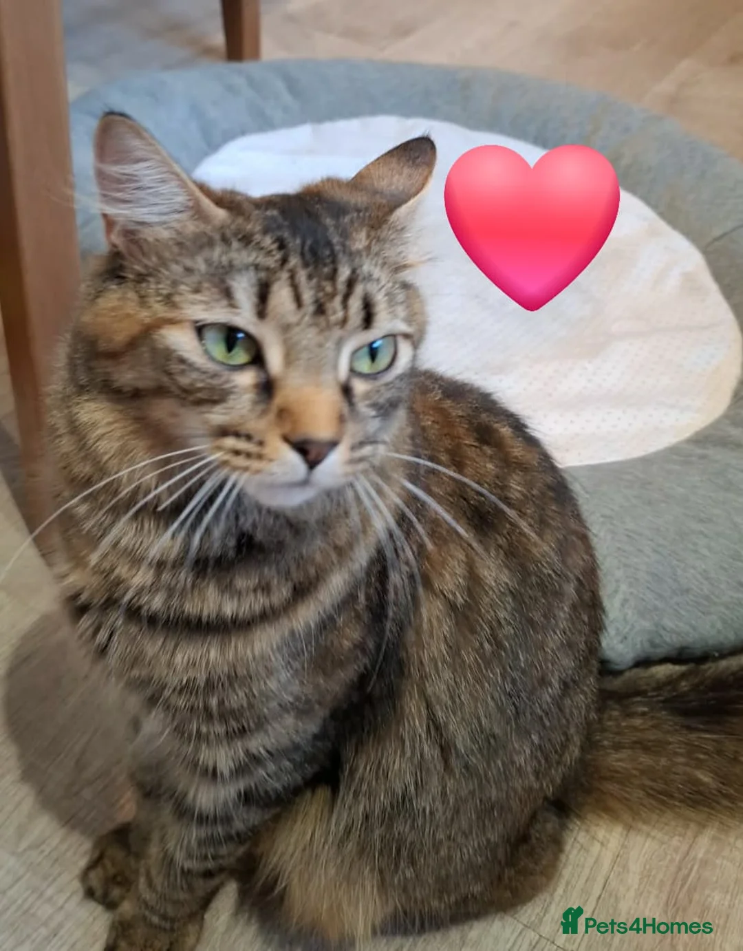 Mixed Breed cats for sale: Famale - Advert 1