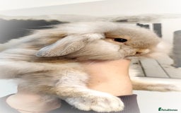 Mini Lop rabbits for sale: Mini lop and mini lop lion head  - Advert 5