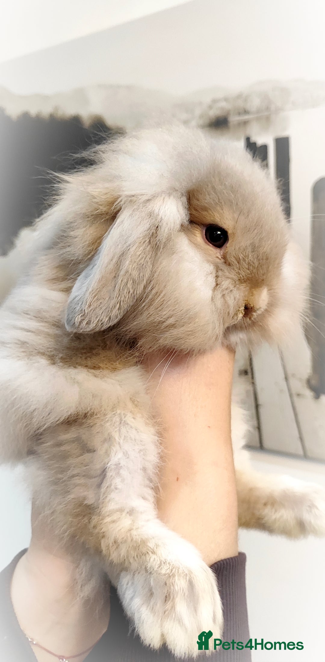 Mini Lop rabbits for sale: Mini lop and mini lop lion head  - Advert 5