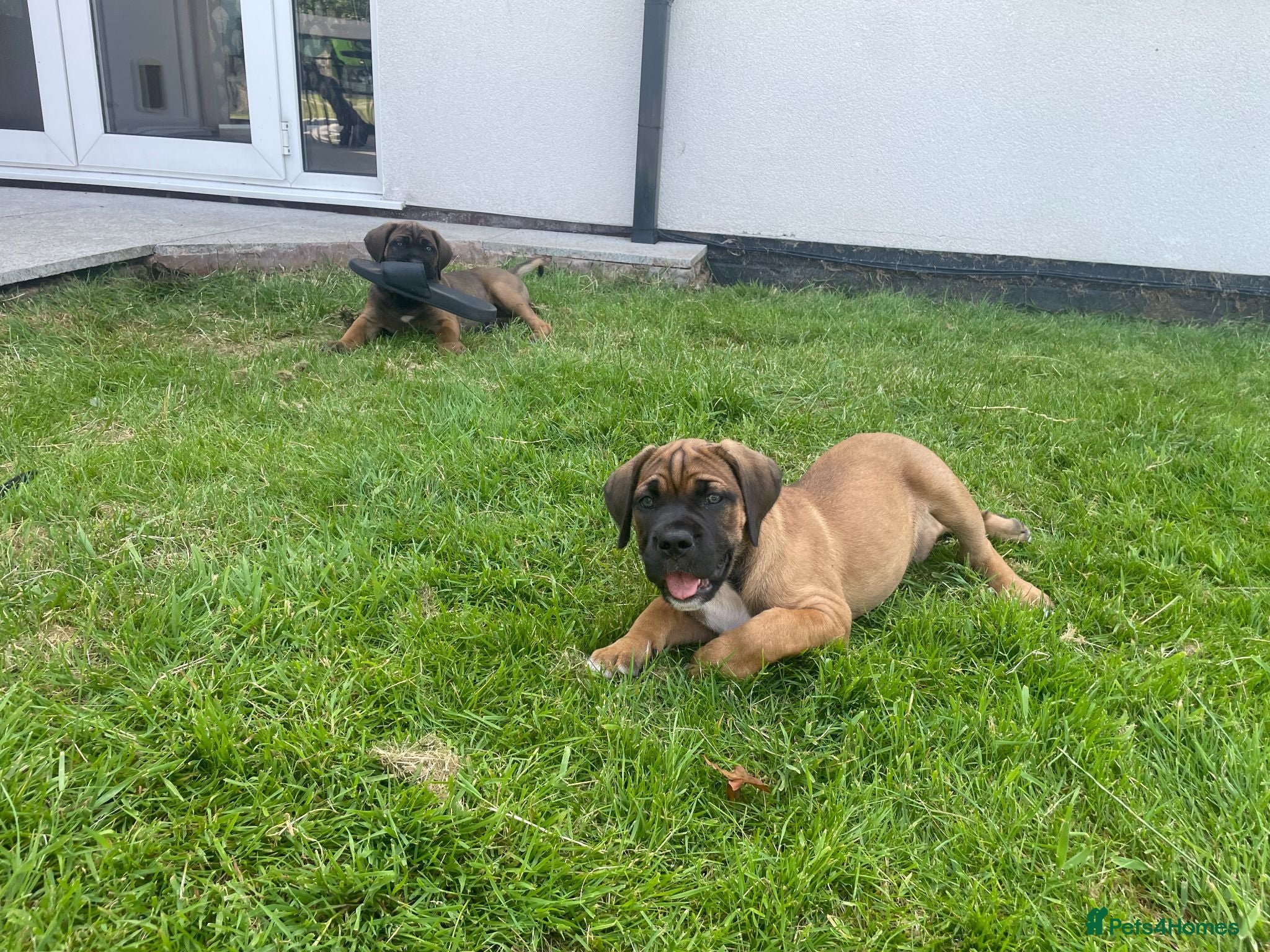 Cane Corso dogs Beautiful Cane Corso Puppies – 2 Girls Left - Advert 2