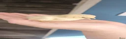 Chickens poultry for sale: 🐓 Serama Bantam Chickens 🐓  - Advert 10