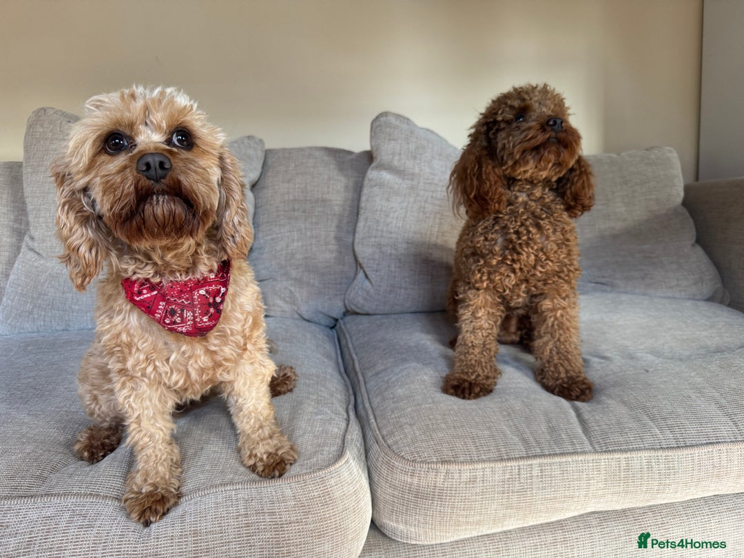 Cavapoo dogs for sale: Toy Cavapoo F1B - 4 girls & 3 boys - Advert 7