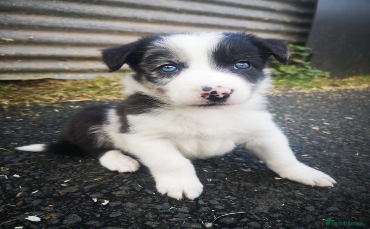 Border Collie dogs - Advert 15