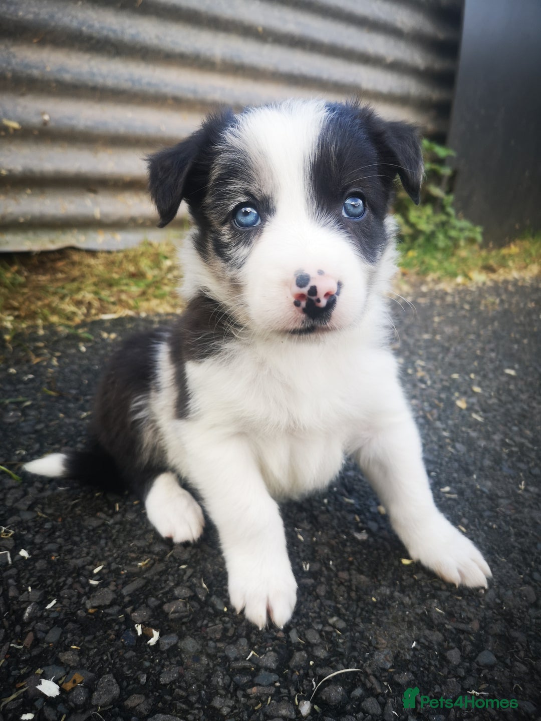Border Collie dogs for sale: Beautiful Fluffy Collie Puppies  - Image 1