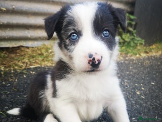 Border Collie dogs - Advert 33