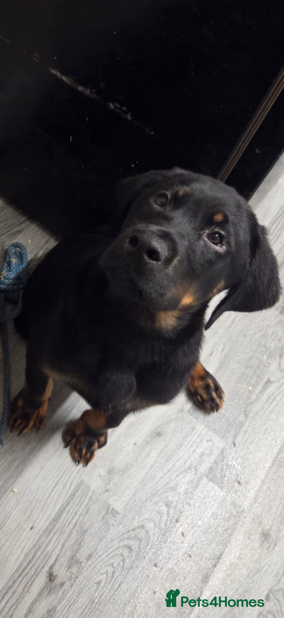 Mixed Breed dogs for sale: Rottweiler X - Advert 5