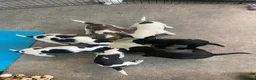 Mixed Breed dogs for sale: Labrador X Whippet Lurcher Puppies 🐶 - Advert 9