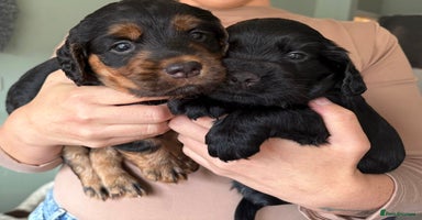 Sprocker dogs - Advert 6