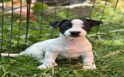 Jack Russell dogs for sale: Last two beautiful Jack Russell bitches - Image 5