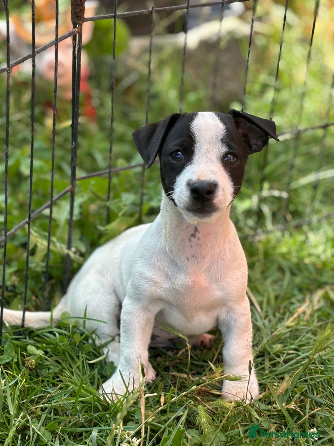 Jack Russell dogs for sale: Last two beautiful Jack Russell bitches - Image 5