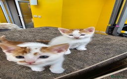 Mixed Breed cats for sale: Beautiful kittens for sale - Image 11