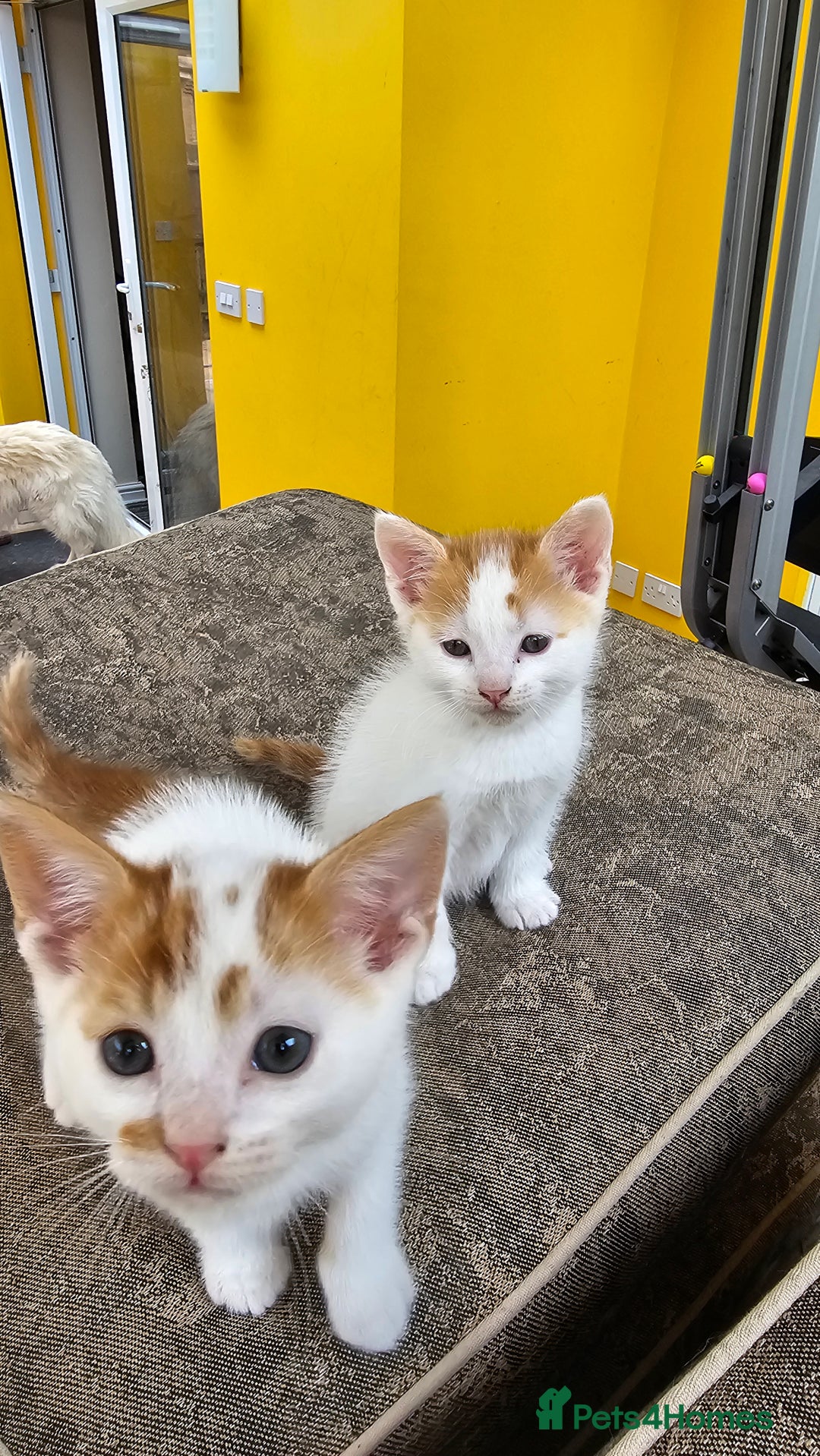 Mixed Breed cats for sale: Beautiful kittens for sale - Image 11