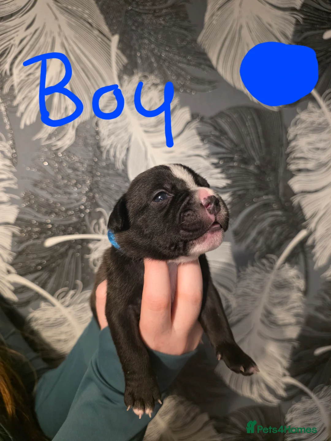 Staffordshire Bull Terrier dogs for sale: Staffordshire bull terrier pups  - Advert 1